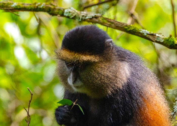 rwanda-4-day-gorilla-trekking-and-golden-monkey