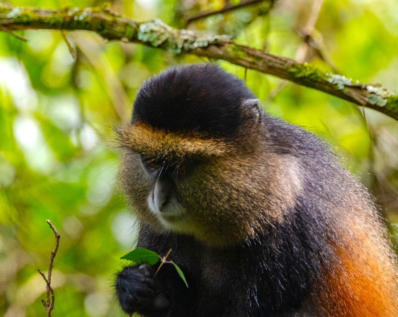 rwanda-4-day-gorilla-trekking-and-golden-monkey