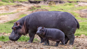 Hippos at Kazinga Channel