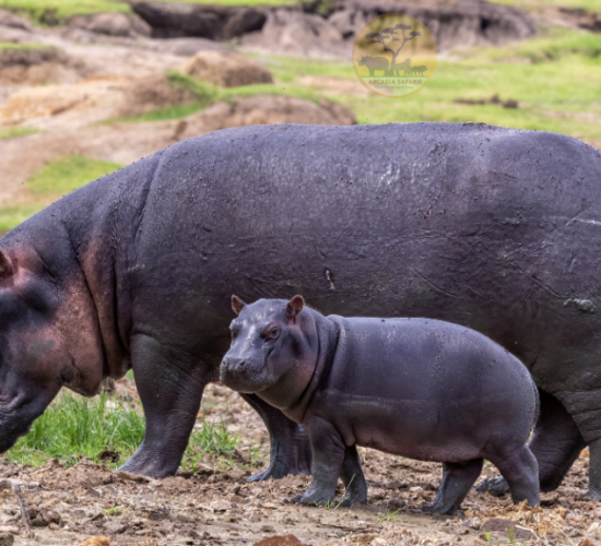 Hippos at Kazinga Channel