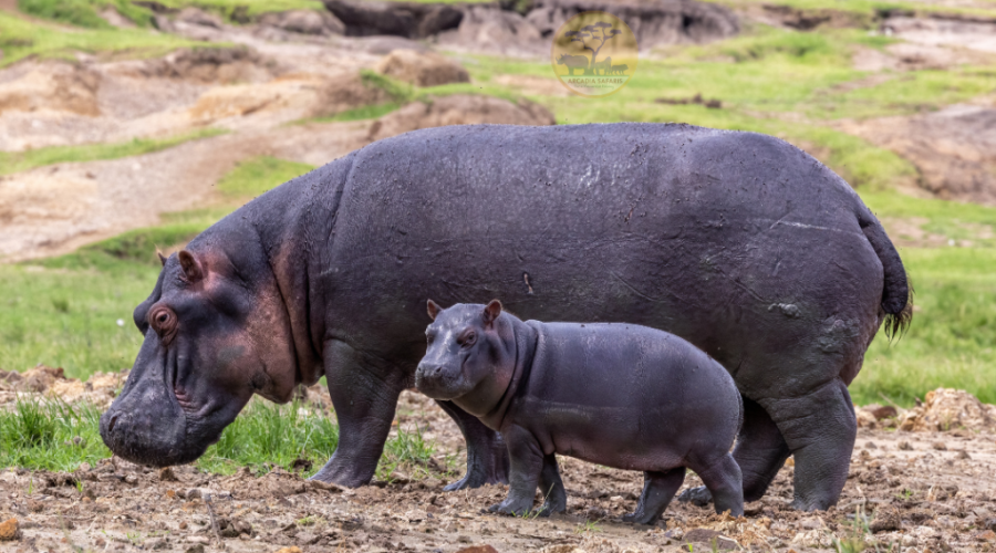 Hippos at Kazinga Channel