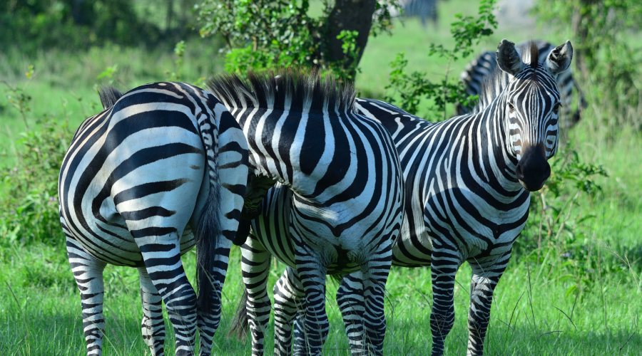Zebras in Lake Mburo National Park