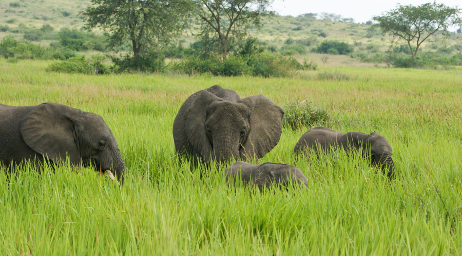 Elephants in Murchison Falls National Park