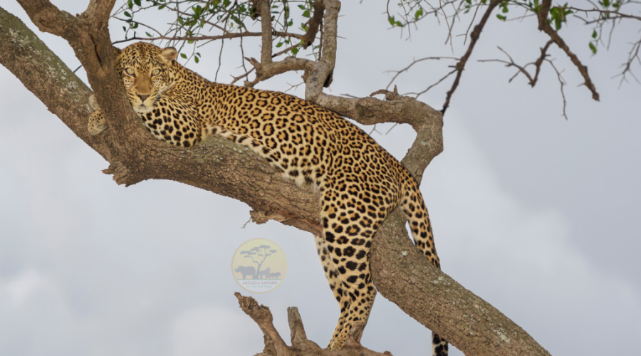 Leopard in Queen Elizabeth National Park