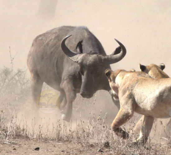 Buffalo Fighting with Lions in Serengeti National Park