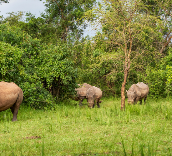 Rhinos at Ziwa Rhino Sanctuary