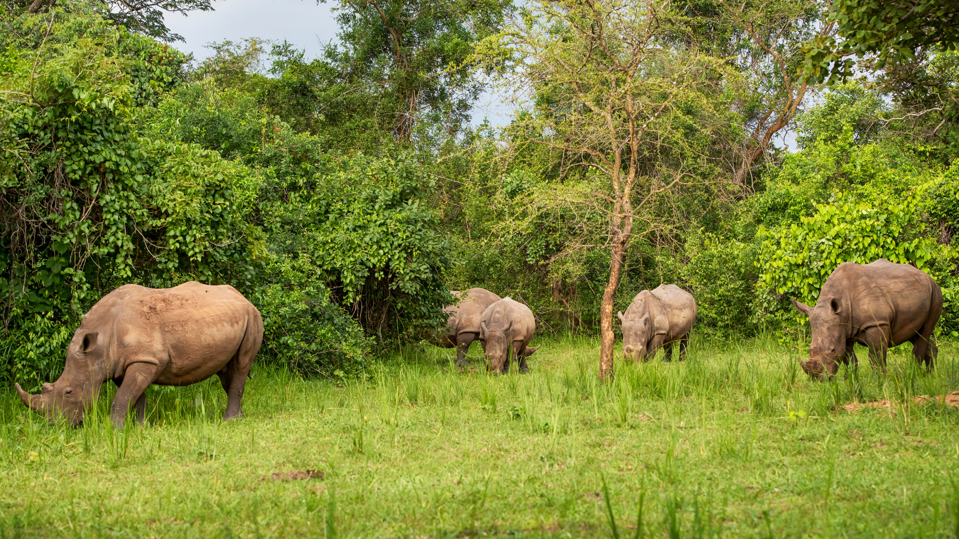 Rhinos at Ziwa Rhino Sanctuary