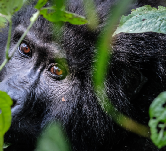 Gorilla Trekking in Uganda