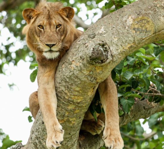 Tree Climbing Lions of Ishasha Sector in Queen Elizabeth National Park
