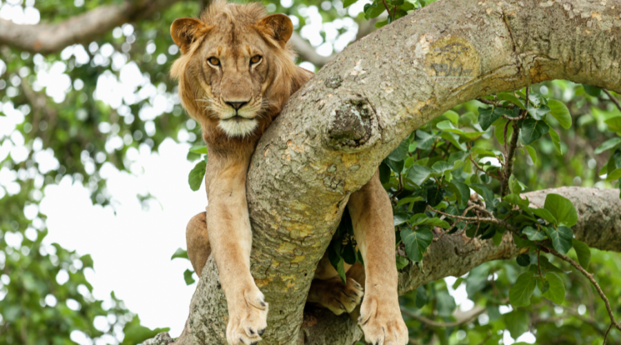 Tree Climbing Lions of Ishasha Sector in Queen Elizabeth National Park