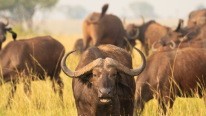 Buffaloes in Murchison Falls National Park