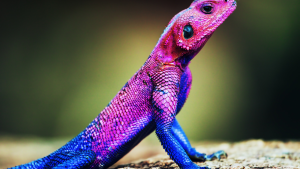 Lizard - Reptiles in Uganda