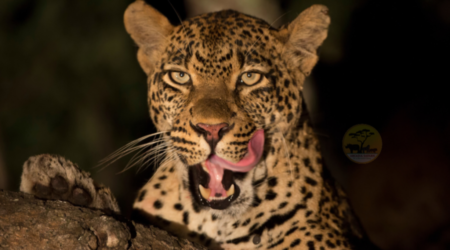 Africa Leopard on a Night Game Drive Queen Elizabeth National Park