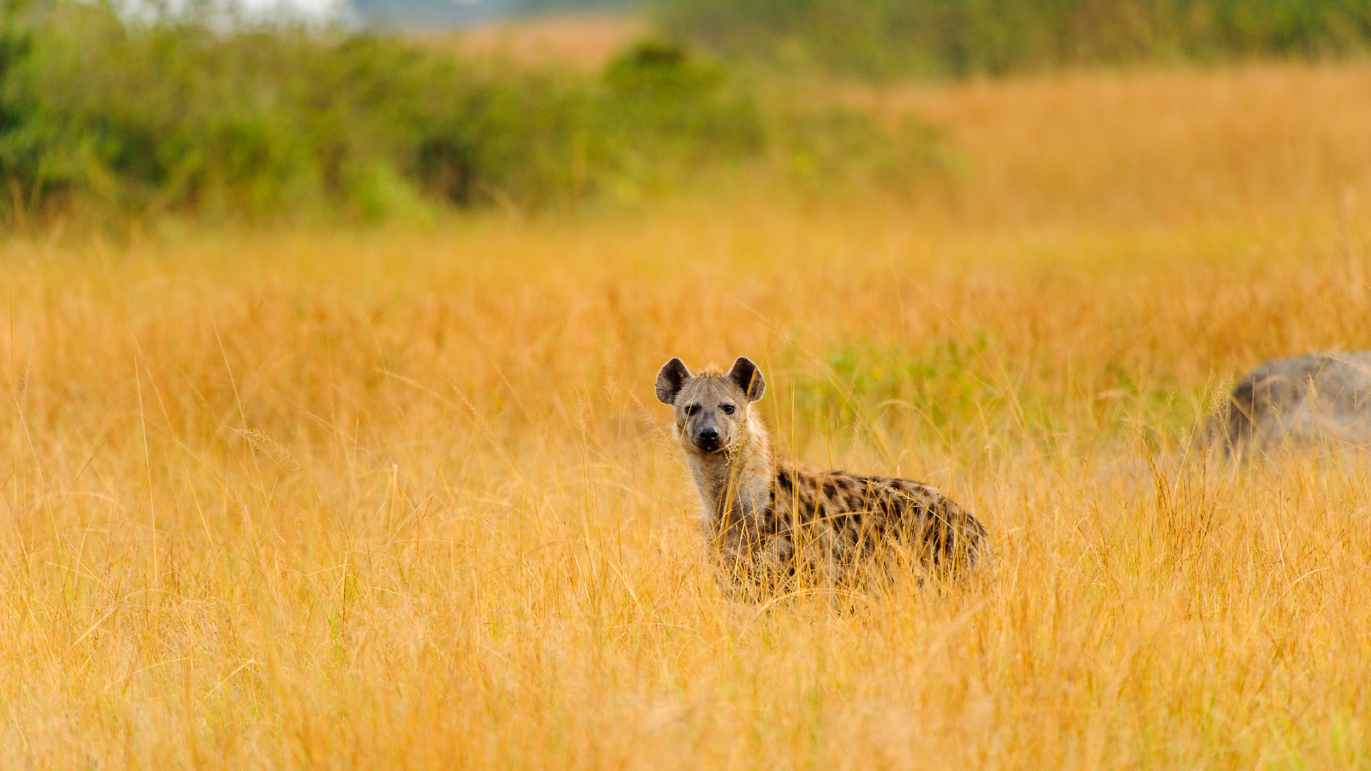 Spotted in Uganda