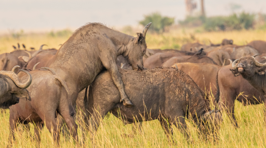 African Buffaloes in Amboseli National Park