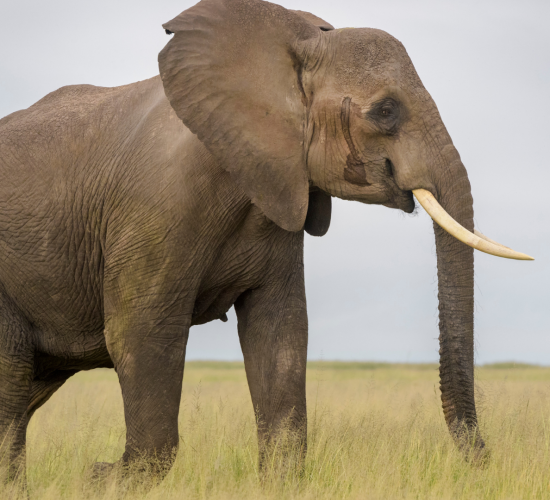 African Elephant in Mweya Peninsular of Queen Elizabeth National Park