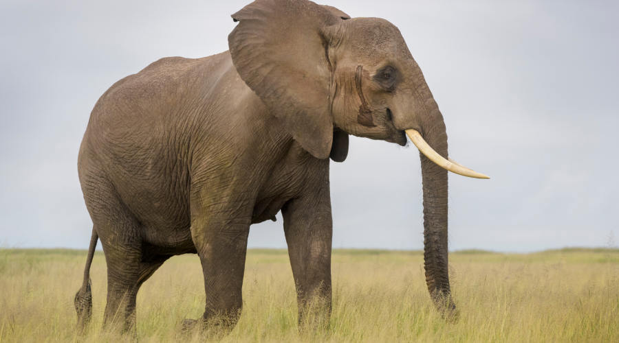 African Elephant in Mweya Peninsular of Queen Elizabeth National Park