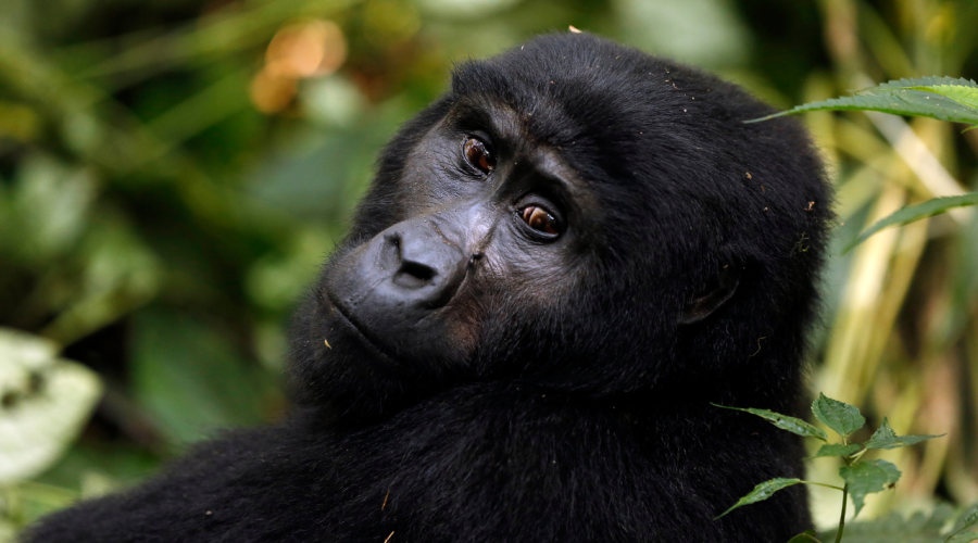 Gorilla Trekking in Uganda