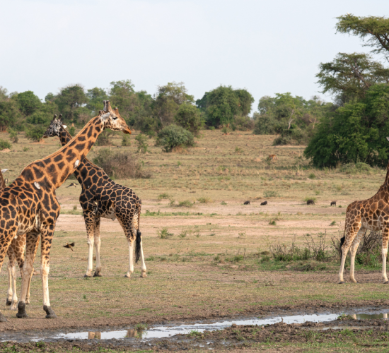 Giraffes at Lake Mburo National Park