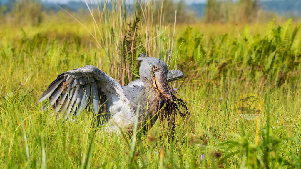 Shoebill Stork at Mabamba Wetland