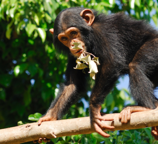 Chimpanzee Tracking in Uganda