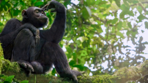 Chimpanzee Tracking in Uganda