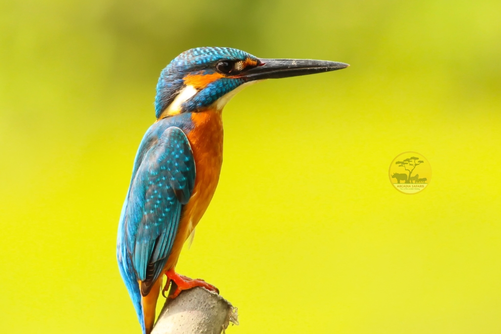 Common Kingfisher 