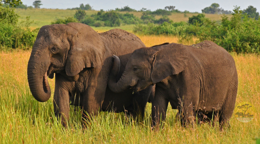 Elephants in Queen Elizabeth National Park