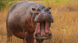 Hippos at Kazinga Channel of Queen Elizabeth National Park