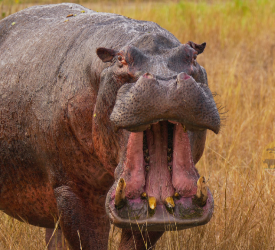 Hippos at Kazinga Channel of Queen Elizabeth National Park