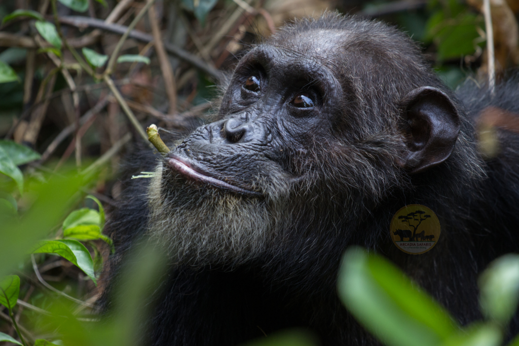 How Long Do Chimpanzees Live