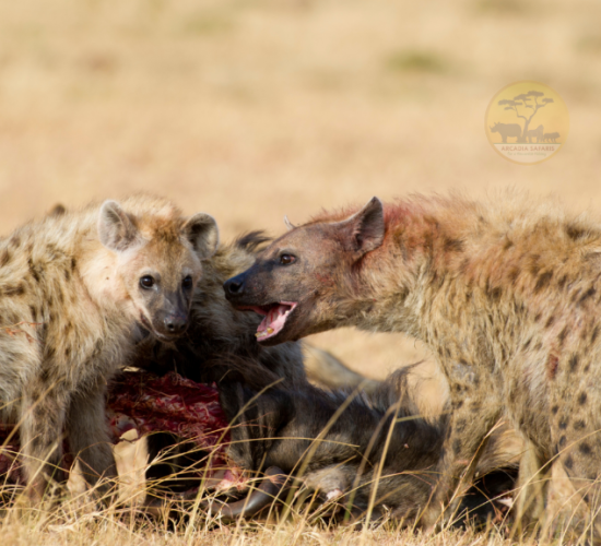 Hyenas with a Kill in Kidepo Valley National Park