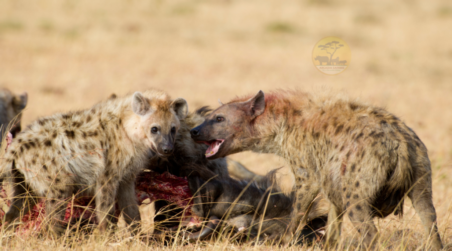 Hyenas with a Kill in Kidepo Valley National Park