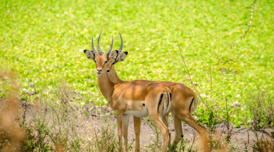 Impala Antelopes of Uganda