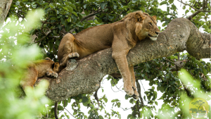 Tree Climbing Lions in Ishasha Sector - Uganda Tourist Attractions