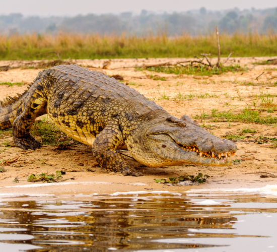Nile Crocodiles in Uganda