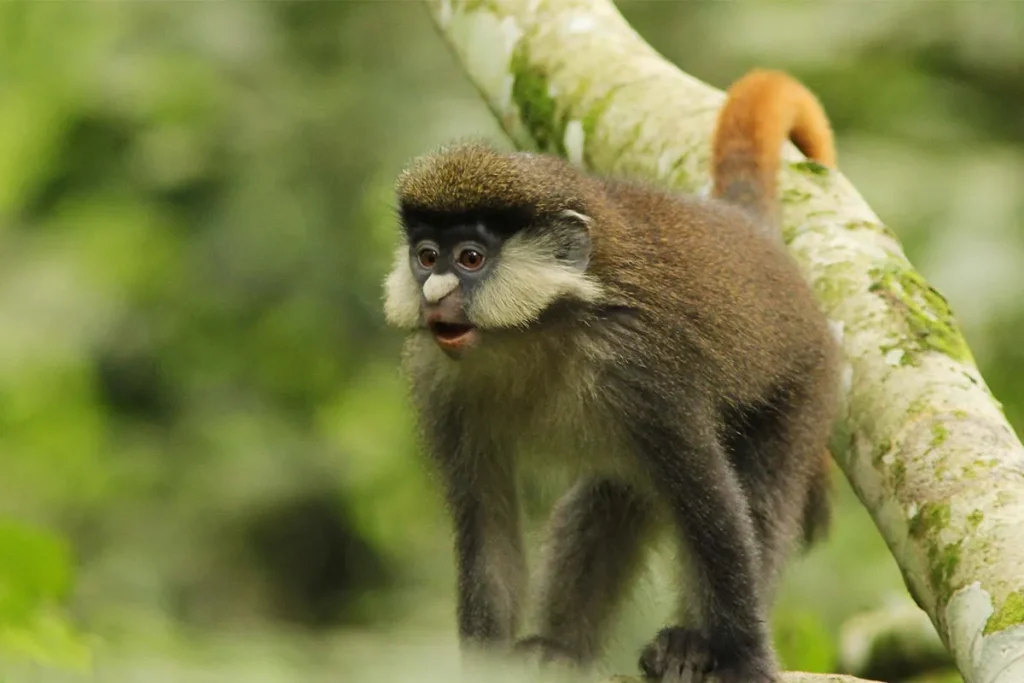 Red Tailed Monkey in Uganda