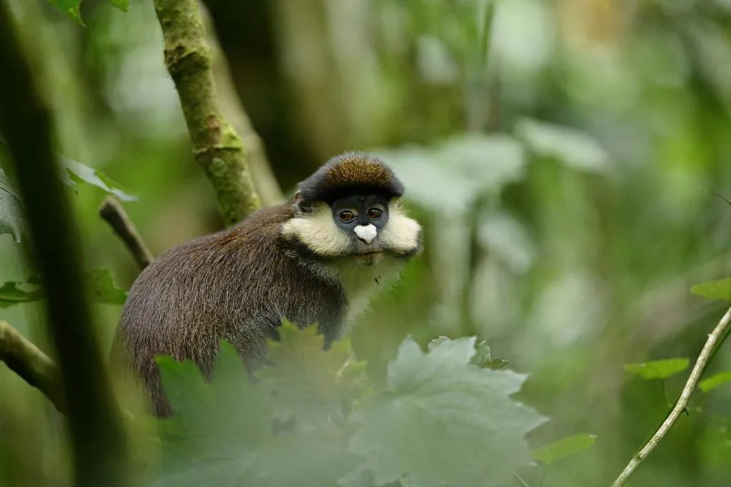 Red-tailed Monkey in Uganda