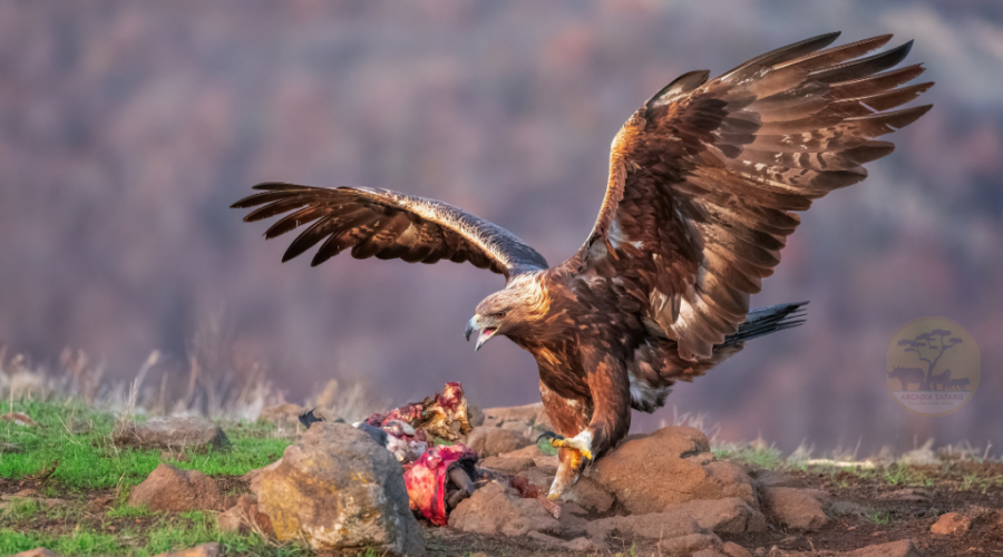 Tawny Eagle of Uganda