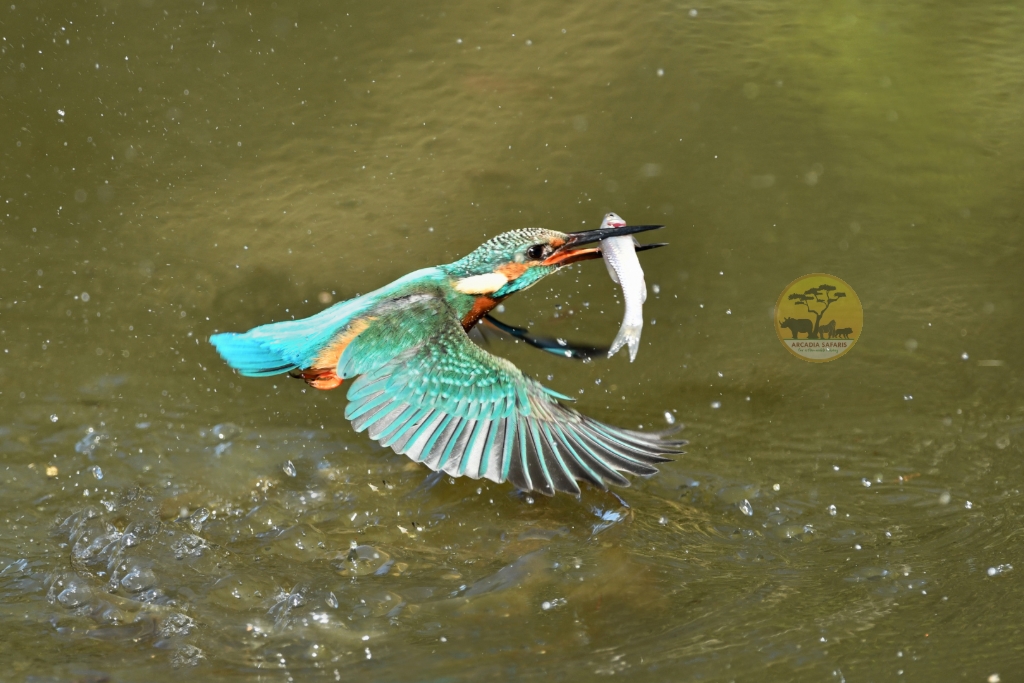 Birding in Uganda