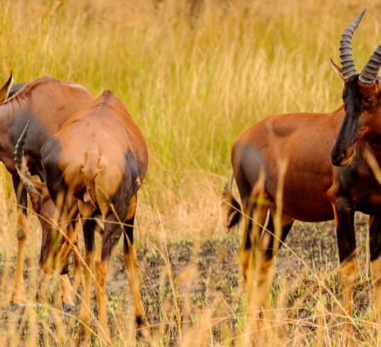 Topi Antelopes of Uganda - Topi in Lake Mburo National Park