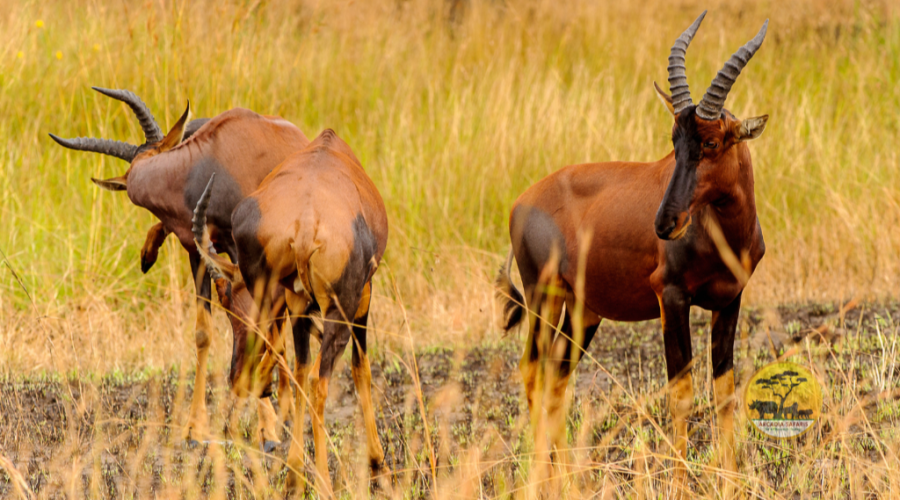 Topi Antelopes of Uganda - Topi in Lake Mburo National Park