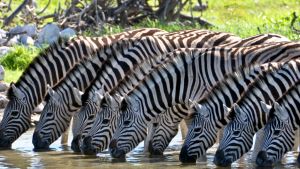 Zebras in Lake Mburo National Park