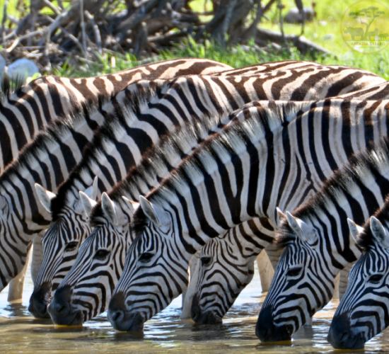 Zebras in Lake Mburo National Park