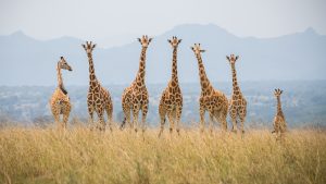 Giraffes in Kidepo Valley National Park
