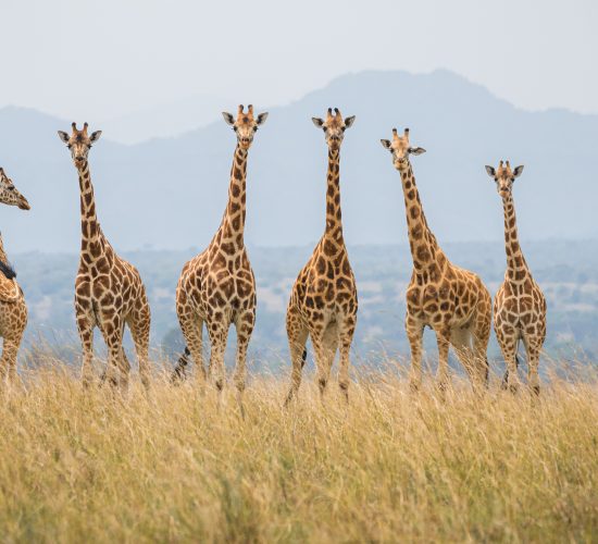 Giraffes in Kidepo Valley National Park
