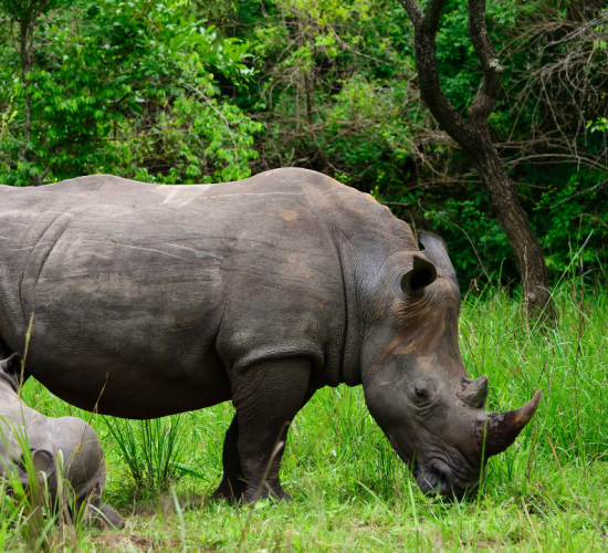 Rhino Tracking at Ziwa Rhino Sanctuary