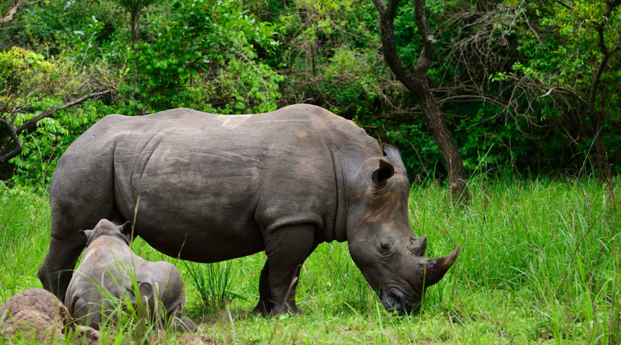 Rhino Tracking at Ziwa Rhino Sanctuary