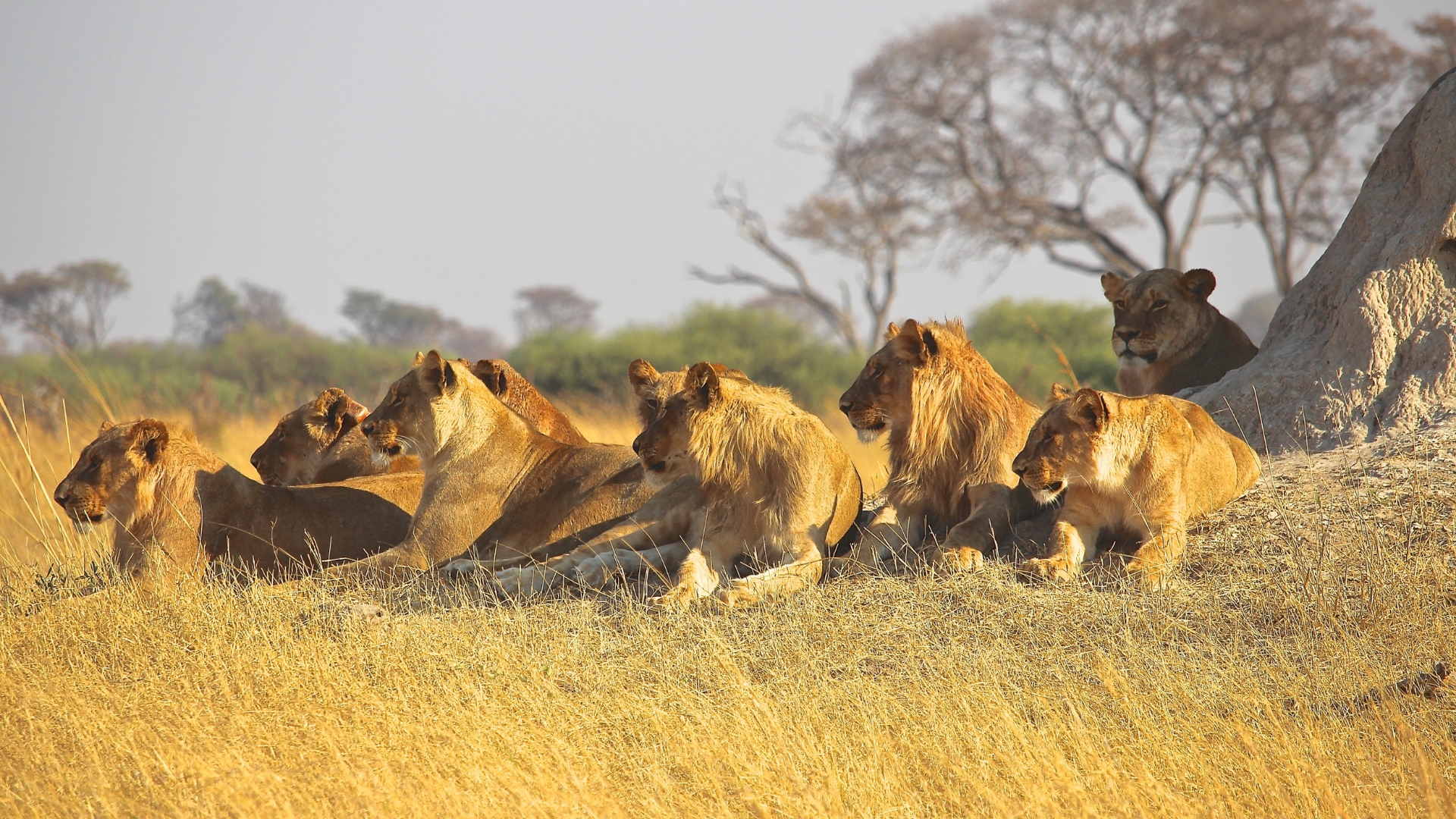 Lions in Akagera National Park