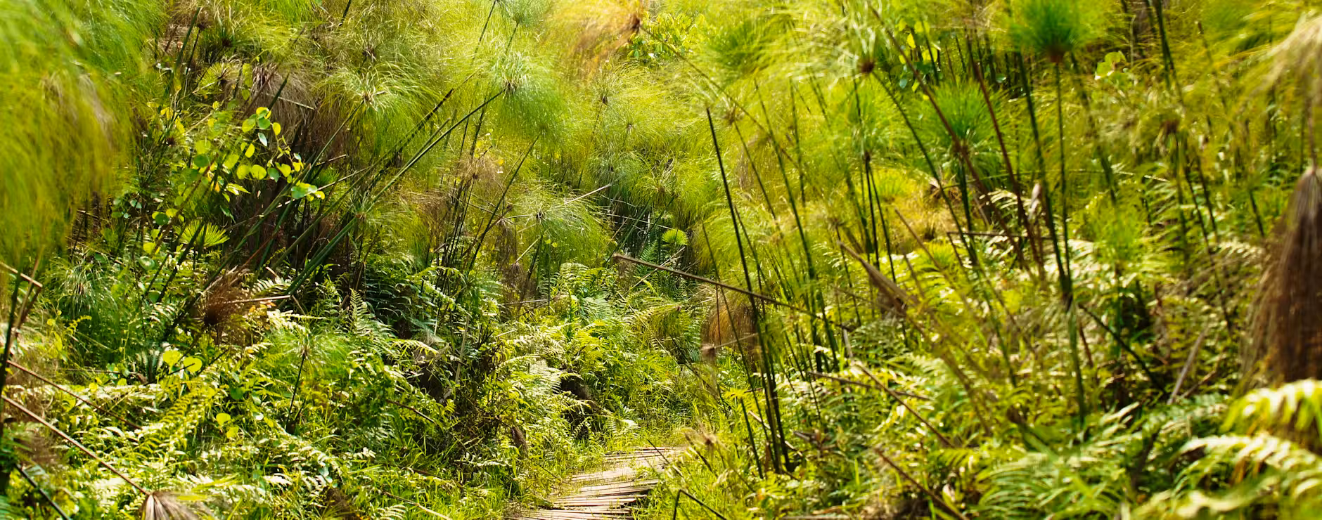 Bigodi Wetland Sanctuary